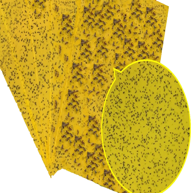 에이필미 초강력 초파리 퇴치 끈끈이 스티커, 1세트, 30매