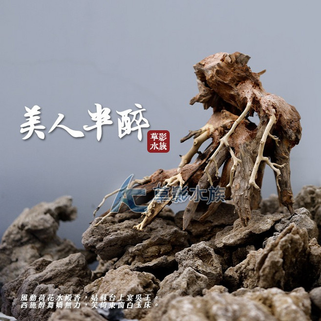 【AC草影】巴西沉木 美人半醉（L）【一個】BSL01188