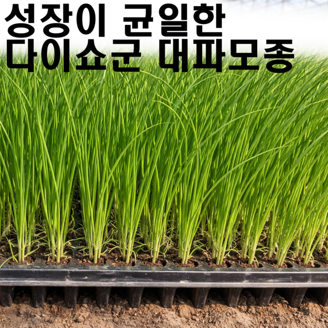 파과 대파 모종, 100개