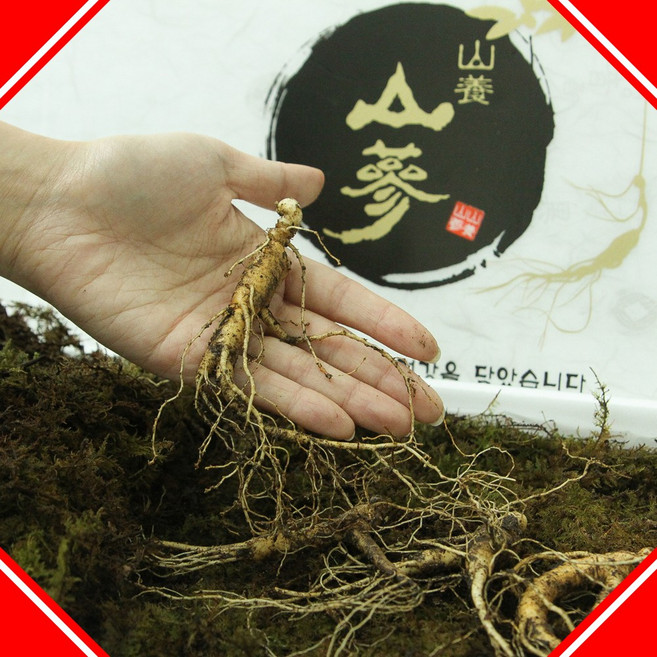 [올팜]자연산 산삼 산양삼 7~8년근 장뇌삼 산양산삼 설 추석 명절 선물세트 파지, 12~15년산 선물용-10뿌리, 1개