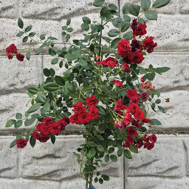 사계넝쿨장미 독일장미 덩굴장미 특대형 묘목 사계절장미 노지월동, 1개, 스칼렛