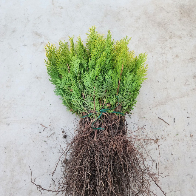 나무언니 황금측백나무 묘목 2년생 털이묘 울타리나무, 10개, 황금측백 2년생