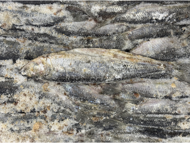 원픽푸드 청어 중국산 21.5kg 청어조림 과메기 구이 대용량 업소용, 1개