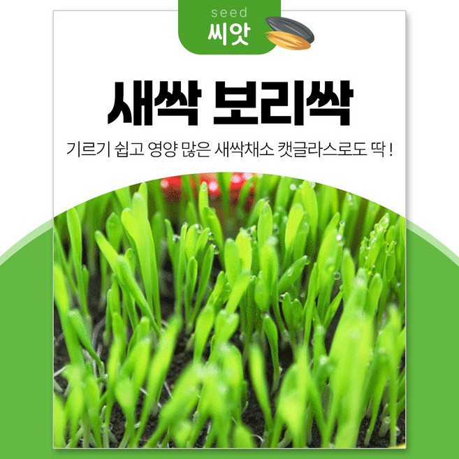 세경팜 영양만점 새싹 보리싹 새싹채소 씨앗 30g 캣글라스, 2개