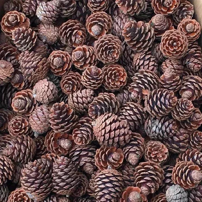 苔鑽 天然松果/創意/手工diy材料/花材/拍照道具/擺設裝飾品/居家飾品/盆栽/造景/空氣清淨, 1顆-6公分以上（大顆）,1組10顆
