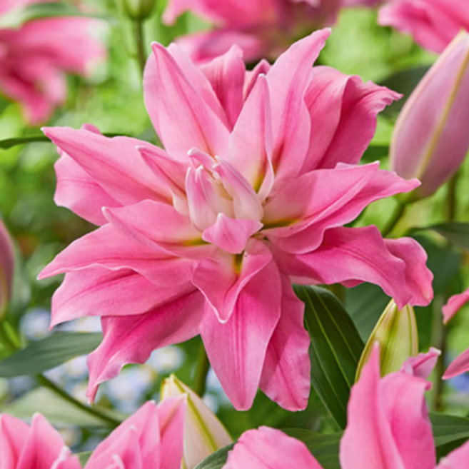 백합 '카당고' [3개] (복남이네야생화 백합 Lilium Kadango), 3개