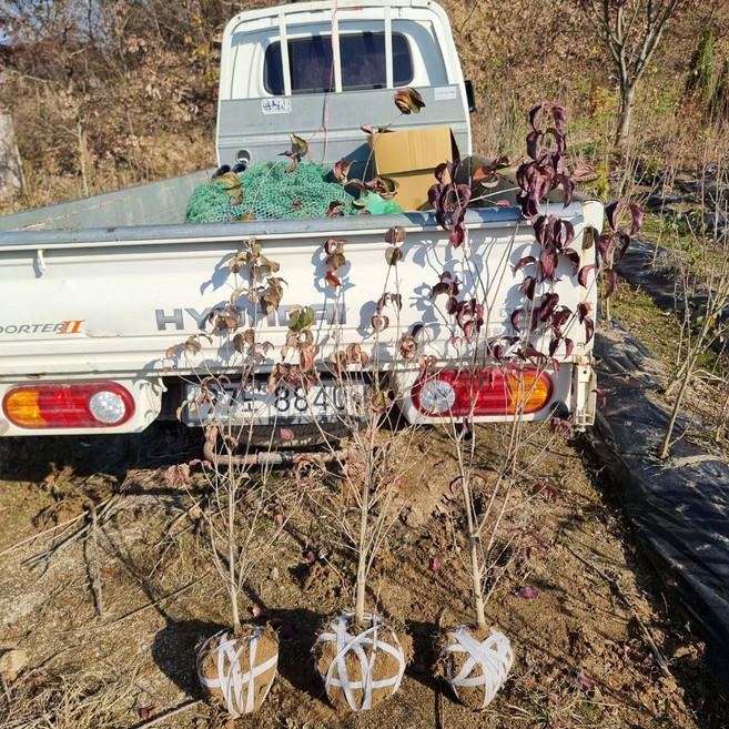 착한가격 나무생각 / 산딸나무 / 실생5년 / 개화주, 1개