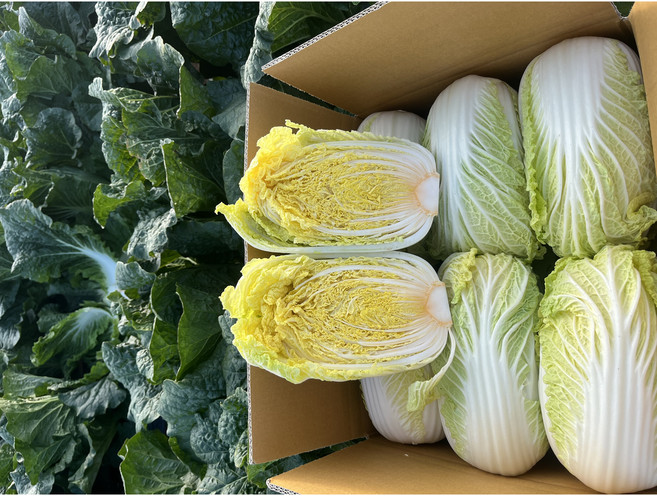 양띠농부 베타배추 항암배추 속노란배추 알배기배추 2월 22일 명절이후 발송, 8.5kg, 1개