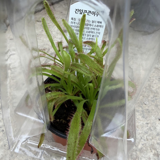 긴잎끈끈이주걱 벌레잡이 식충식물 남서울식물원, 1개, 단일