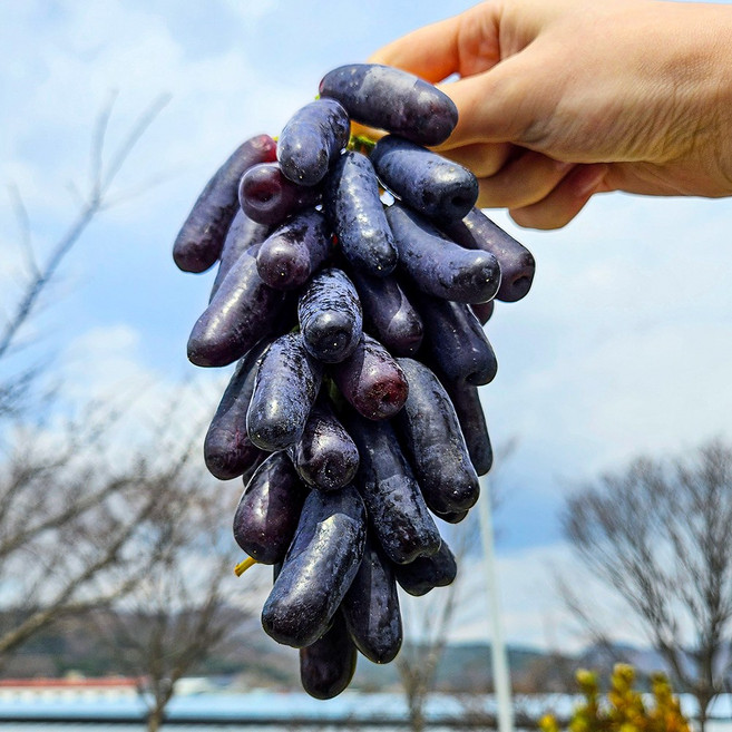 고당도 블랙사파이어포도 씨없는 가지포도, 1개, 블랙사파이어포도 1kg