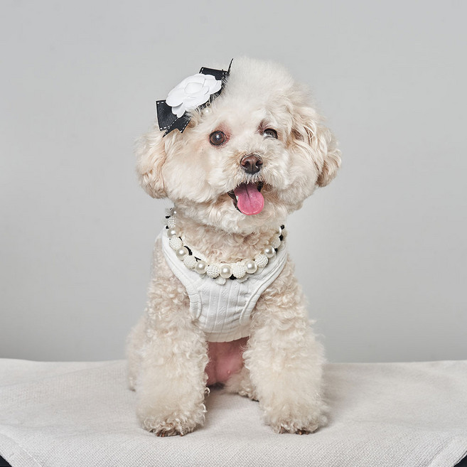 베일리 항균 해충방지 코코스퀘어 나시 강아지옷 애견의류 여름옷, 화이트, 1개