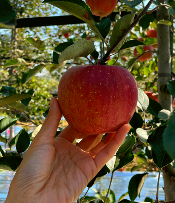 [농장단독특가] 농장직송 1위 꿀사과 부사사과 중소과, 1박스, 2kg