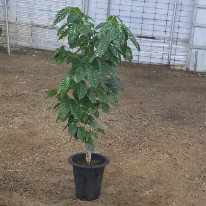 커피나무 대형 대품 아라비카 커피나무, 1개