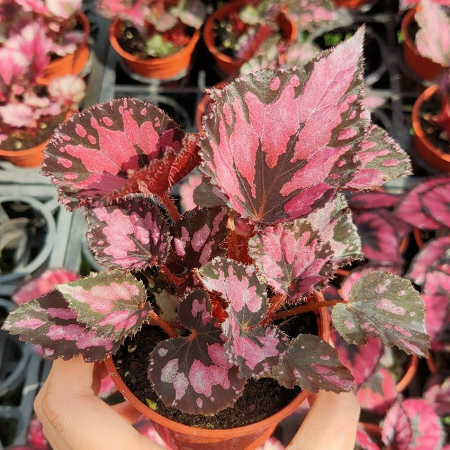 植感園藝 蝦蟆秋海棠 任選三盆 草本植物 三吋盆 居家綠植 觀葉盆栽