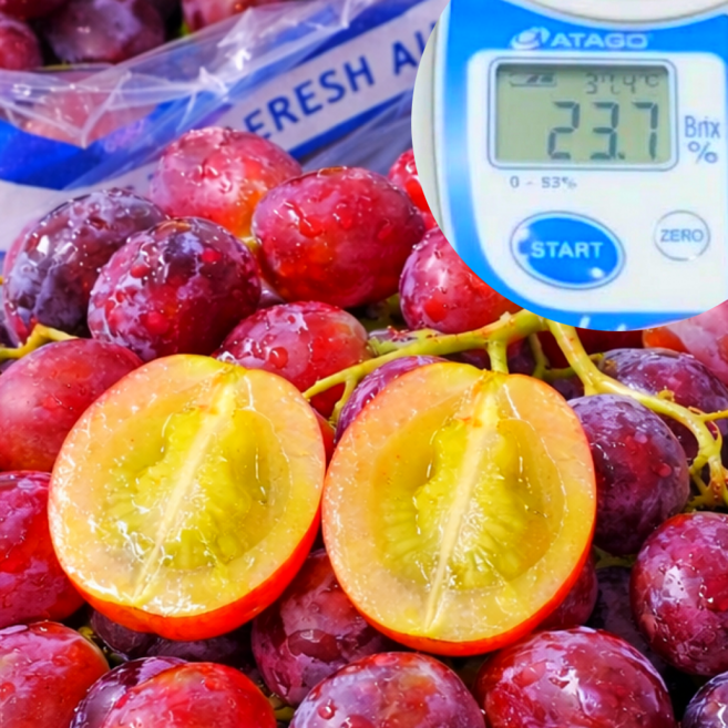 [환불보장] 2026신품종 씨없는 초고당도 체리맛적포도, 1개, 체리크러쉬&파이어크런치 2.4kg