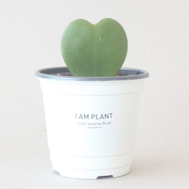 하트 호야 실내 공기정화식물 화분 화이트포트 플랜테리어, 1개, 분리포장