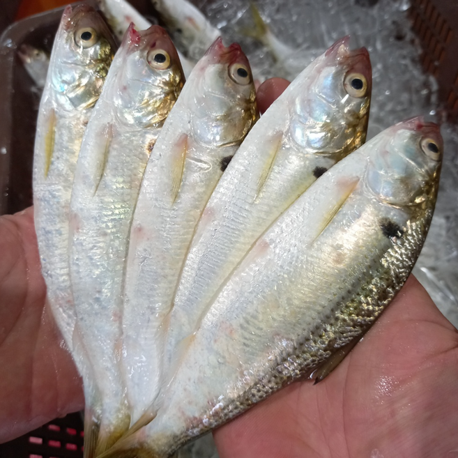 [급냉]자연산 제철 손질 전어 횟감 구이 세꼬시 뼈채회 무침 생선회, 1개, 구이용 1kg (10~20미)