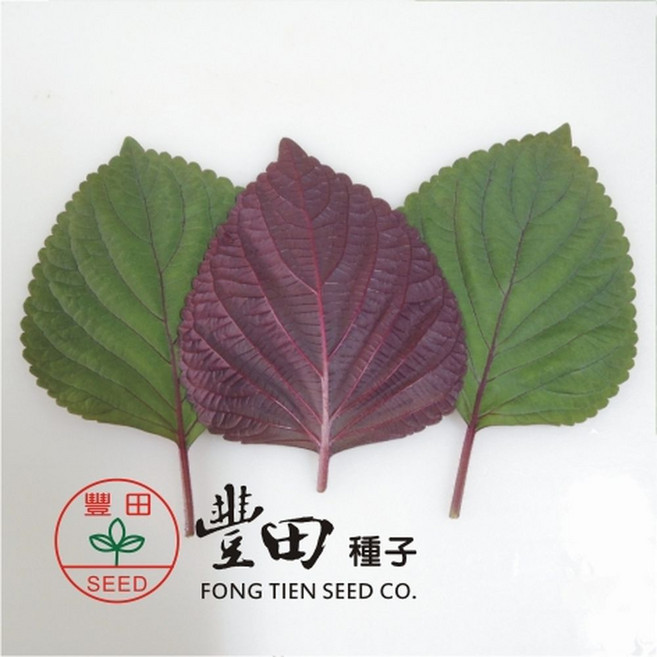 【野菜部屋~】豐田種子 千紅芝麻菜種子 約120粒 葉面綠色 葉背紫色, 1包