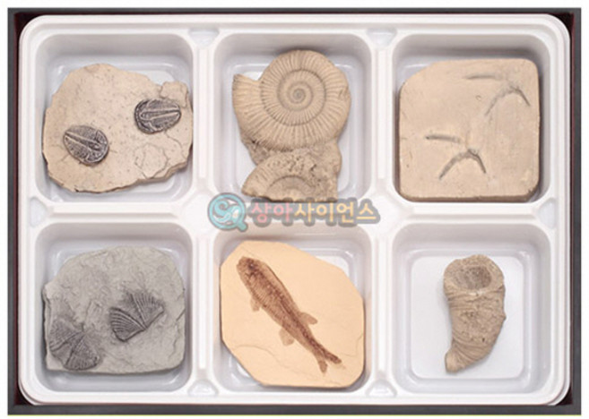 교과서에 나오는 동물화석(6종 세트) RSA