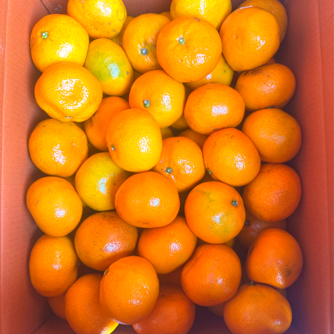 [타이벡농법] 12brix 고당도선별 제주 감귤, 1개, 5kg 로얄 (S~M)