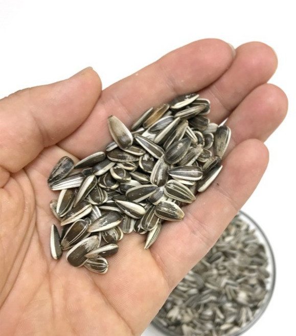 소형 해바라기씨 물세척 고온 살균 개별 알곡 간식 앵무새 모이 먹이 코뉴어 모란 왕관, 1개, 100g