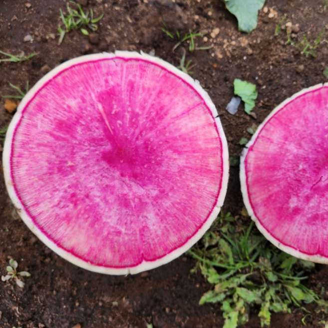 국내산 제철 수박무 과일무 아삭한 동치미용 적색무, 1박스, 3kg