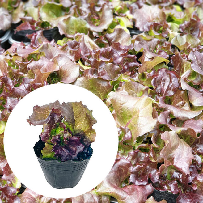 [모종가게] 꽃상추 상추 쌈채소 야채모종 잎채소 6묶음, 6개