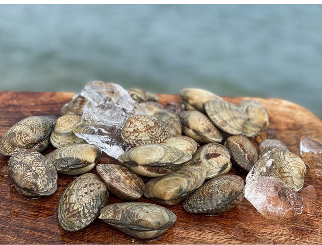영롱한수산 (산지직송) 국산 남해안 해감 대왕 활바지락 문어바지락 왕바지락 생물 1kg, 1개, 왕바지락 2kg