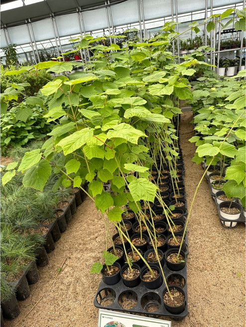 벌나무 묘목 포트묘 약용수 산청목 3년생, 3년생 포트묘, 3개