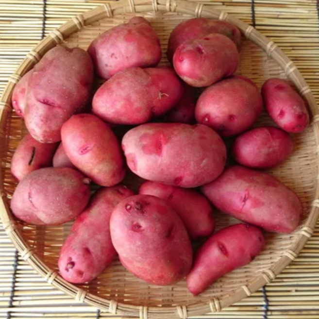 [산지직송] 포슬포슬 카스테라 홍감자 자색감자, 5kg (대 60~120g), 1박스