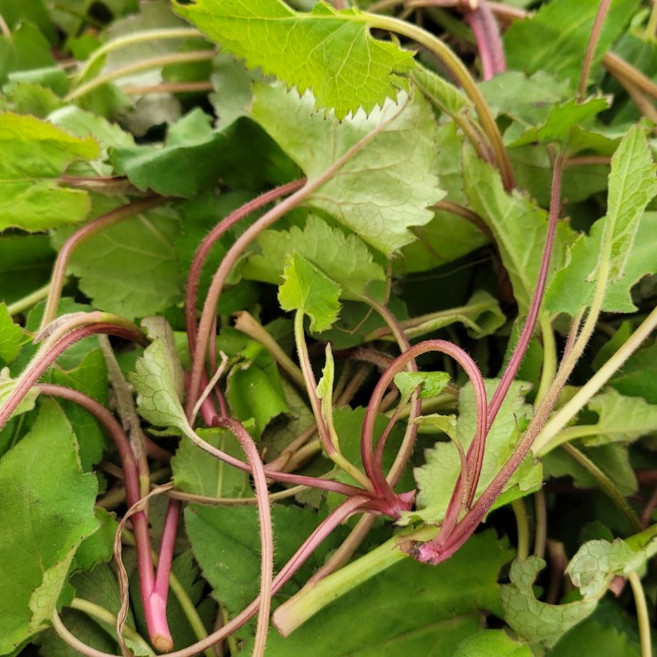 통영 비진도 노지 취나물 제철 봄나물 산지발송, 500g, 1개