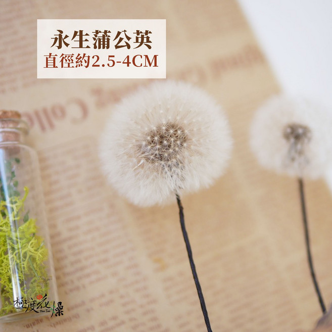 極度花燥 永生蒲公英 乾燥花材, 永生蒲公英 一朵,一朵