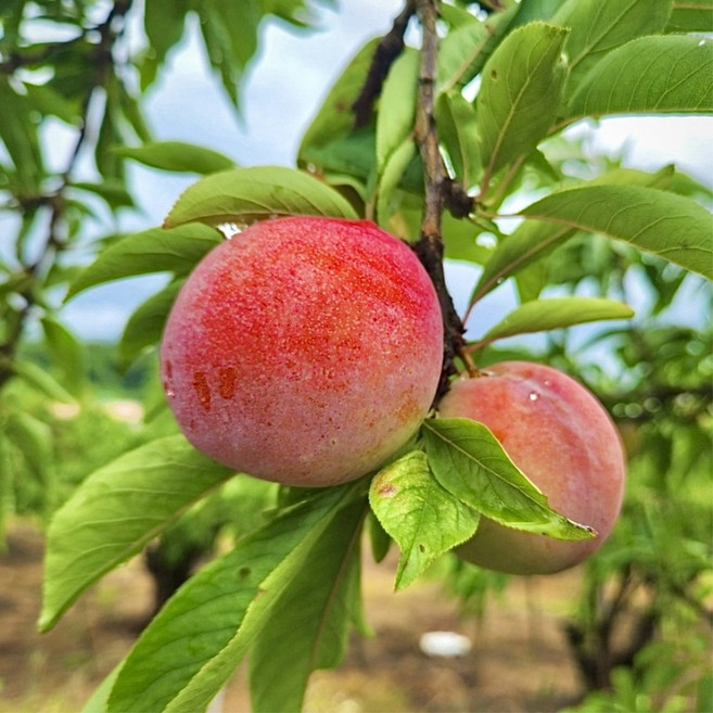 농장스 김천 대석 후무사 추희 자두, 1박스, 500g 대과