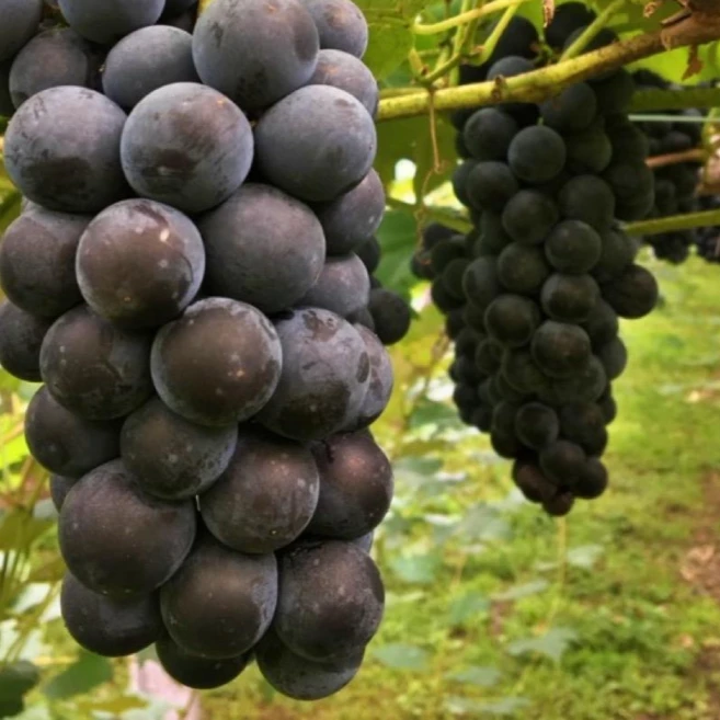 추위에강한 포도나무 묘목 2주묶음 / 켐벨 포도묘목, 2개 - 쿠팡