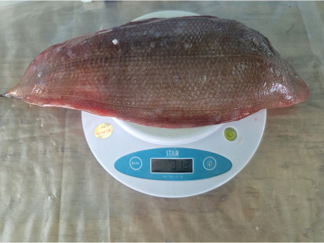 청정한 밥상 반건조 손질 반찬용 국내 자연산 참서대 산지직송, 1개, 충중량800g(마리당250g)전후