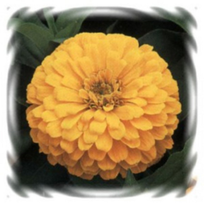 [꽃씨]백일홍, (미니종)마젤란 옐로 : 5립, 1개