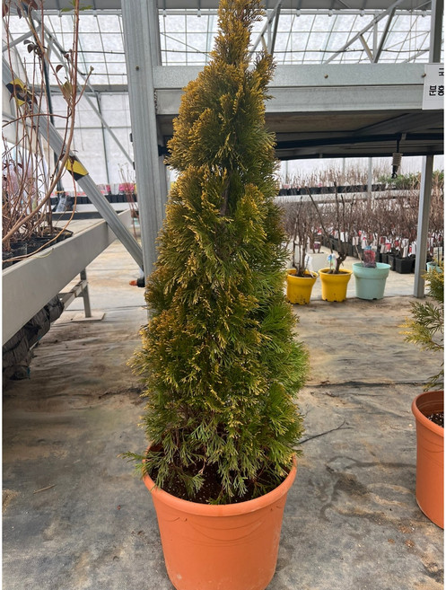 광일농원 골든스마라그 H1.2 분 서양측백나무 정원수, 1개