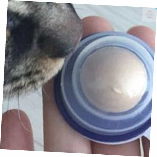 온리진 너를 위한 디저트 캔디 연어 고양이디저트