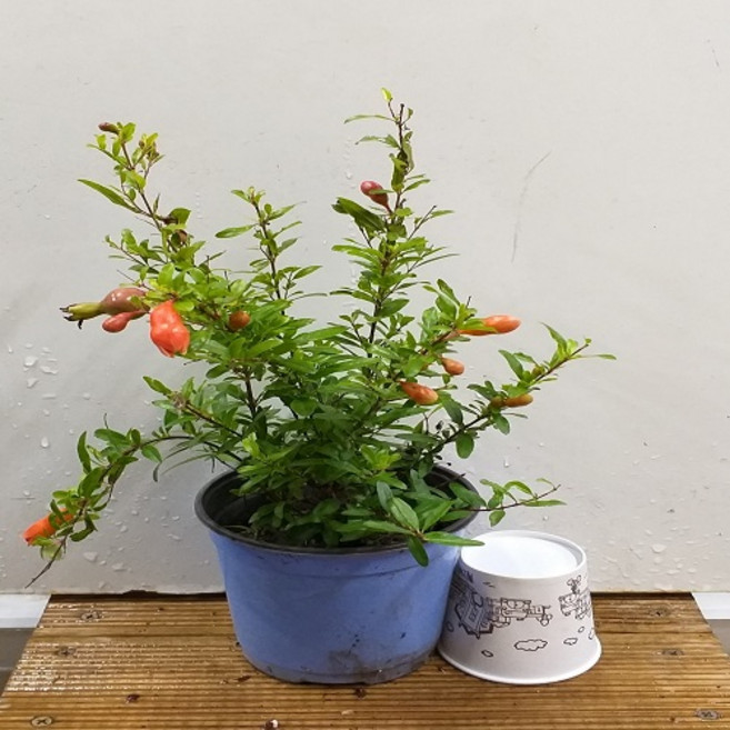 행복한꽃순이 꽃석류, 1개