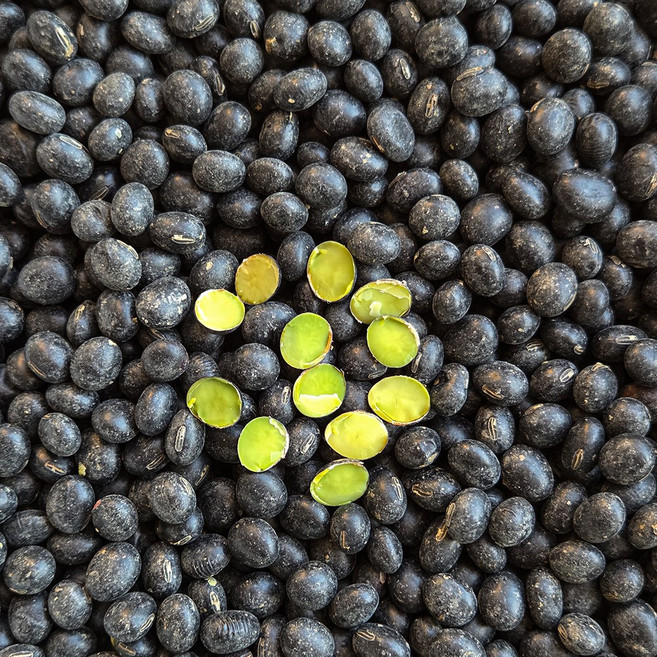 25년 국산 햇 서리태 백태 새바람콩 검정콩 약콩 - 새바람 서리태, 500g, 1박스