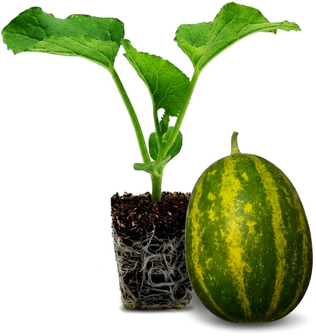 파머시카 개구리참외 모종 파파야 토종재래종, 4개