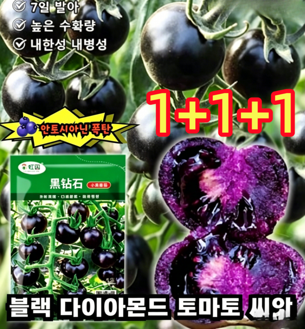 (100% 생존)afurdel 블루베리 토마토 씨앗 블랙 다이아몬드 토마토 씨앗 조기 결실/다수확, 3개