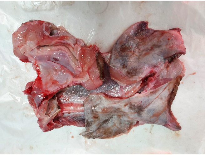 국산홍어 홍어몸통살(찜용/탕용) 1-1.3kg내외 국내산홍어몸살 홍어몸통살 홍어애국 홍어국 홍어탕, 국산홍어 몸통살(찜용/탕용) 1-1.3kg내외, 1개