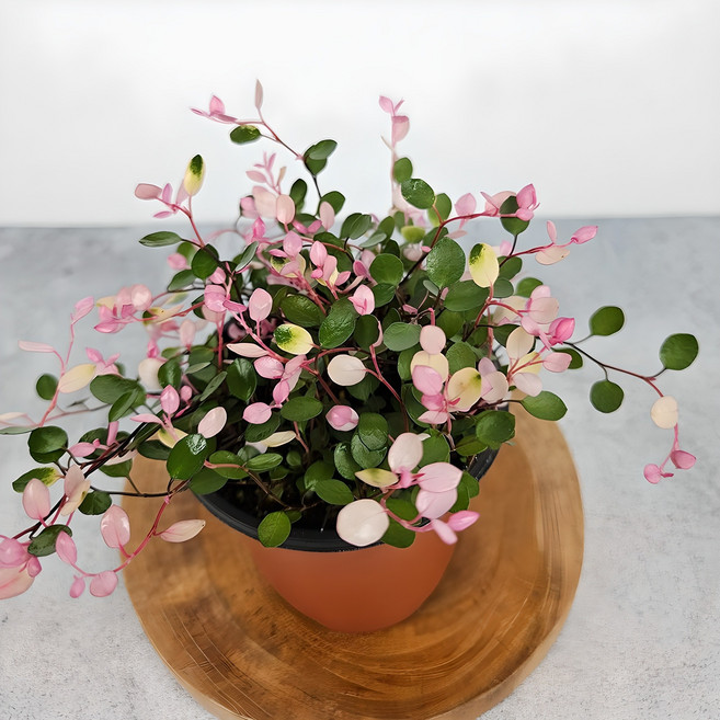핑크 트리안 소품 +받침포함 인테리어식물 핑크 브리즈 아비가든, 1개