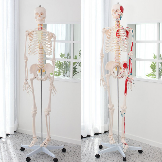 정수생활건강 전신해골 인체모형 175 cm, 전신해골 175 cm 무색, 1개