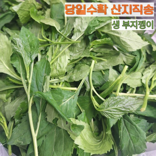 십이계절 국내산 생 부지깽이 나물 ( 울릉도 취나물 ) 당일수확 산지직송, 1kg, 1개