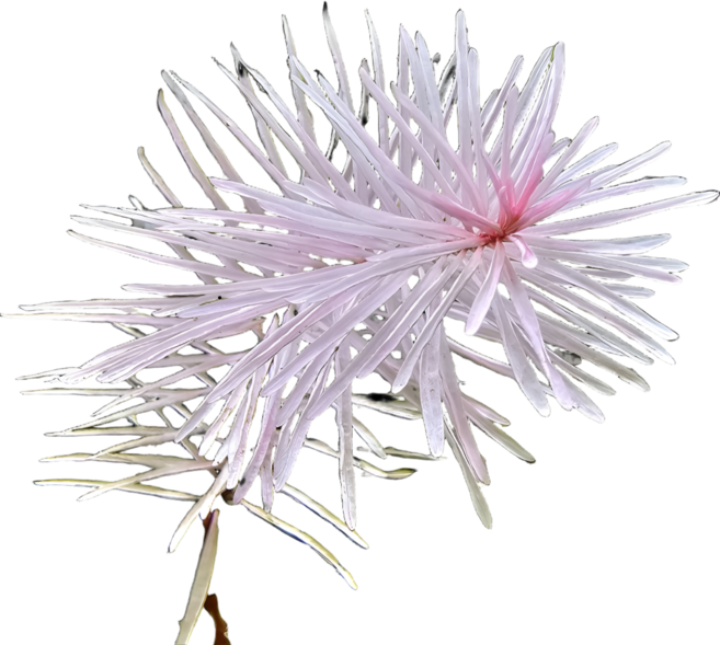 [수초인] 먼치킨 슈퍼 화이트/ 핑크빛 고급수초, 3개