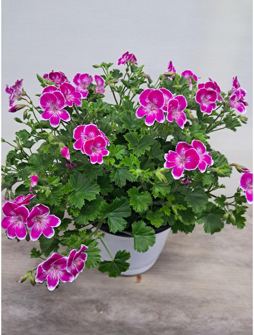 엔젤아이즈랜디제라늄 핑크 중대품 풍성함, 1개