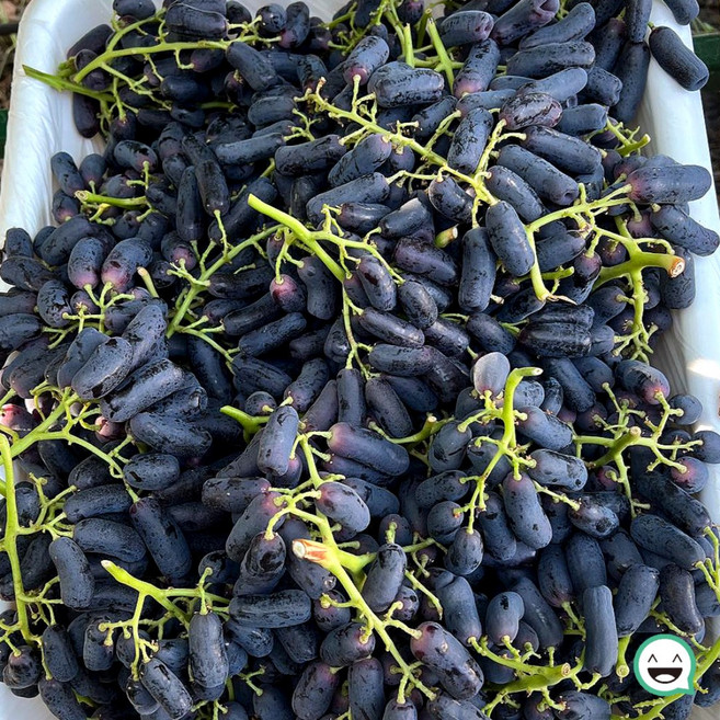 고당도 블랙사파이어 포도 씨없는 가지포도, 1박스, 사파이어포도 1.6kg (박스무게포함)