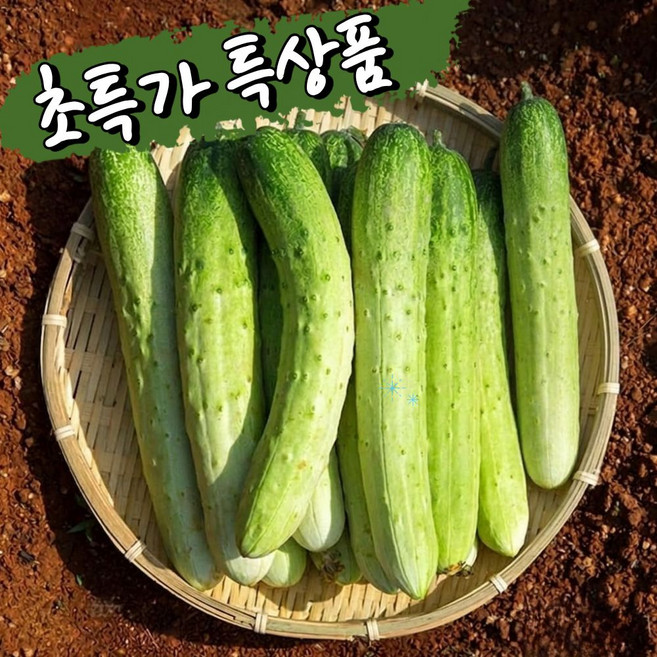 [산지농가직송] 당일수확 백오이 국내산 아삭한 백다다기오이, 1박스, 5kg
